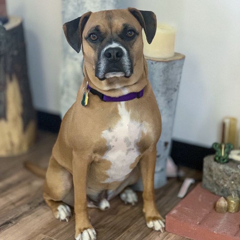 Ruben Lubin Studio Therapy Dog